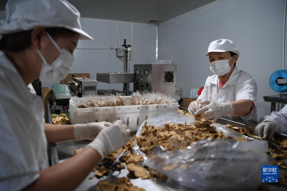 赌盘网网址